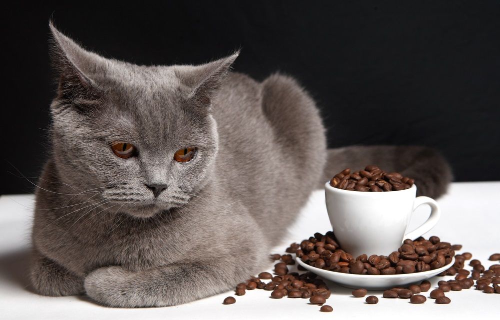 ¿Pueden los gatos tomar café o tierra de café? ¿O es malo o tóxico para ellos?