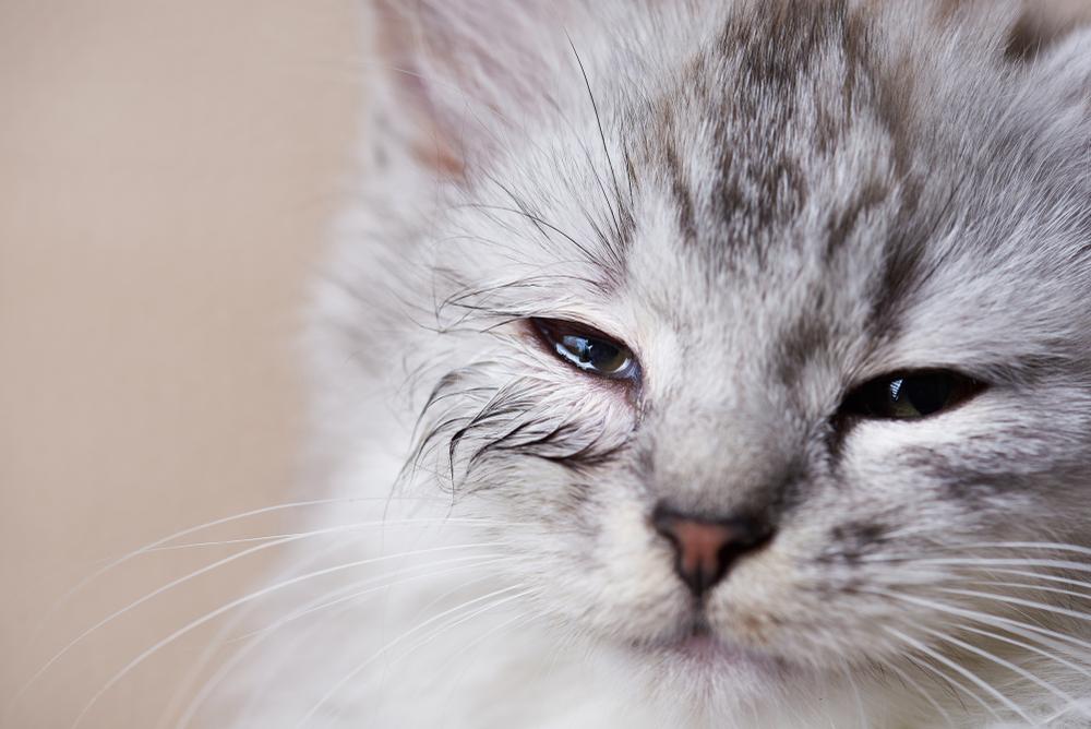 ¿Qué es el párpado interno (tercero) de un gato? Causas, tratamiento, prevención y más