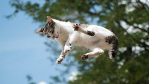 Qué hacer cuando su gato muere en casa: Qué hacer con el cuerpo, los arreglos finales y las opciones de conmemoración