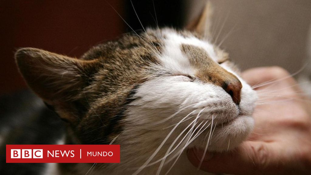 ¿Qué significa cuando tu gato o gatito adulto ronronea? ¿Es diferente cuando es ruidoso?