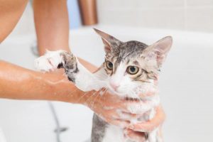 Remedios caseros para las pulgas en los gatos - Asesino natural de pulgas, repelente y control para los gatos