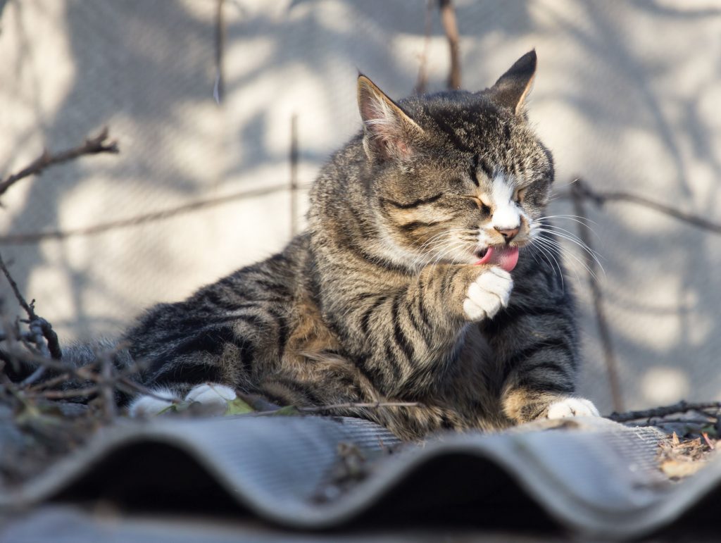 Significado De La Posición De La Cola De Gato ¿qué Significa Cuando Está Metida Movida Arriba 9323