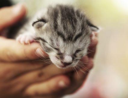 Síndrome del gatito que se desvanece | Señales, causas, síntomas y tratamiento