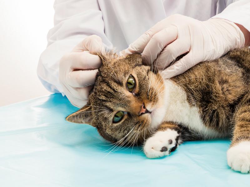 Tiña en los gatos: Qué es, riesgos, tratamientos, efectos secundarios y causas