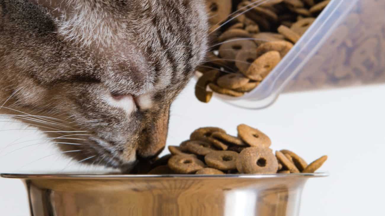 Todo lo que necesitas saber sobre la comida para gatos
