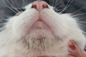 Tratamientos para el acné de los gatos: ¿Qué es el acné del mentón felino y cómo tratarlo con los remedios adecuados?