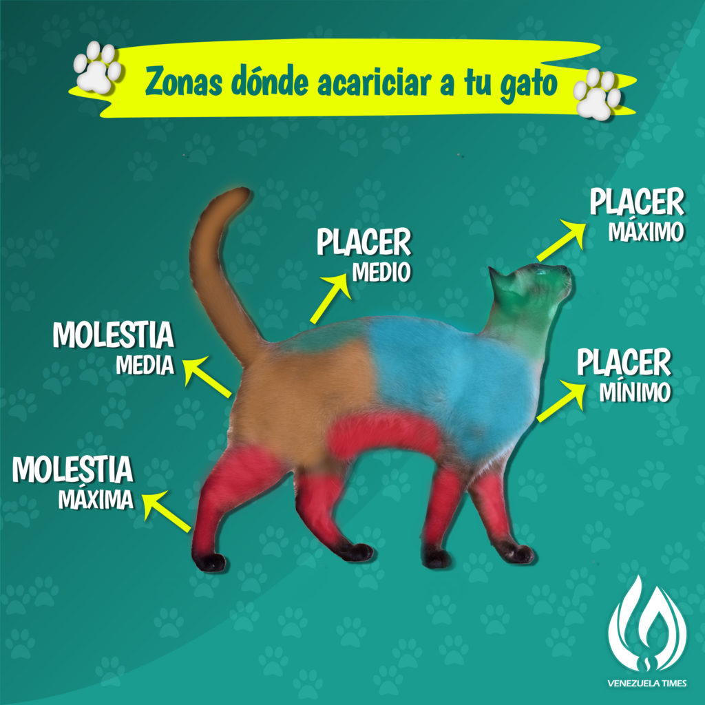 Una guía para acariciar a tu gato: Zonas de hacer, no hacer y acariciar