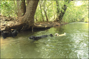 Lecciones de natación canina: El ejercicio perfecto para su perro