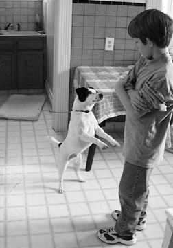 Enseñar a tu perro a saludar a la gente sin saltar