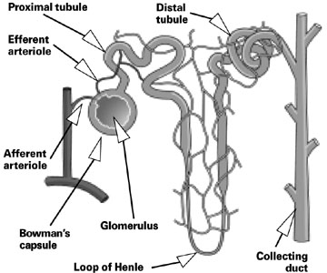 La anatomía del riñón canino