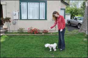 Cómo entrenar a perros con problemas de audición usando señales de mano y gestos simples