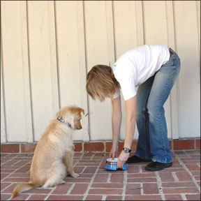 Usar el tazón de tu perro como herramienta de entrenamiento