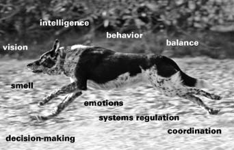 El Sistema Nervioso Central Canino