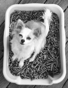 Cajas de arena de interior y de patio para perros solos en casa