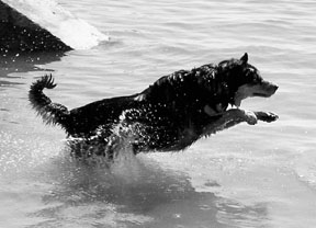 La natación es un gran ejercicio para los perros