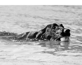 La natación es un gran ejercicio para los perros