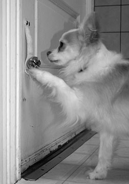 Entrena a tu perro para que toque el timbre de la puerta
