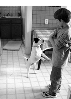 Atando a su perro para entrenar