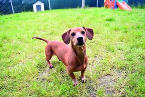 Medicamentos de prescripción para el dolor artrítico de los perros