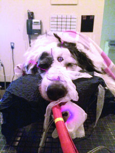 Recursos y esperanza para el cáncer canino