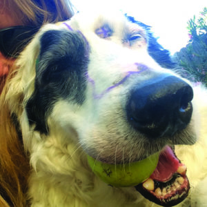 Recursos y esperanza para el cáncer canino