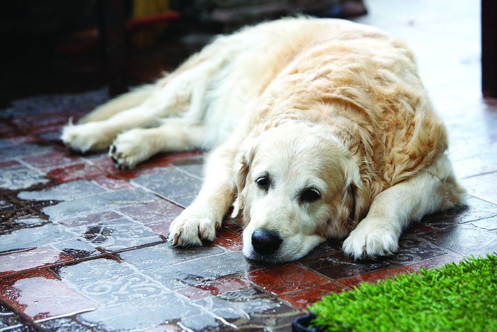 El tratamiento del dolor en los perros es ahora común en la medicina veterinaria