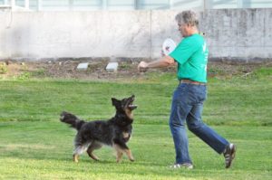 Todo está en los ojos de tu perro
