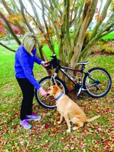 Entrenamiento profesional de perros en su casa