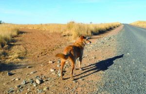 Entrenando a un perro para hacer elecciones
