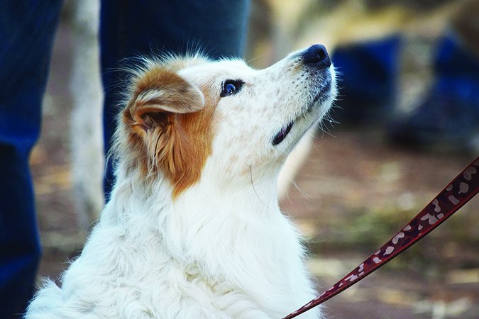 Los 7 hábitos de los dueños de perros altamente efectivos