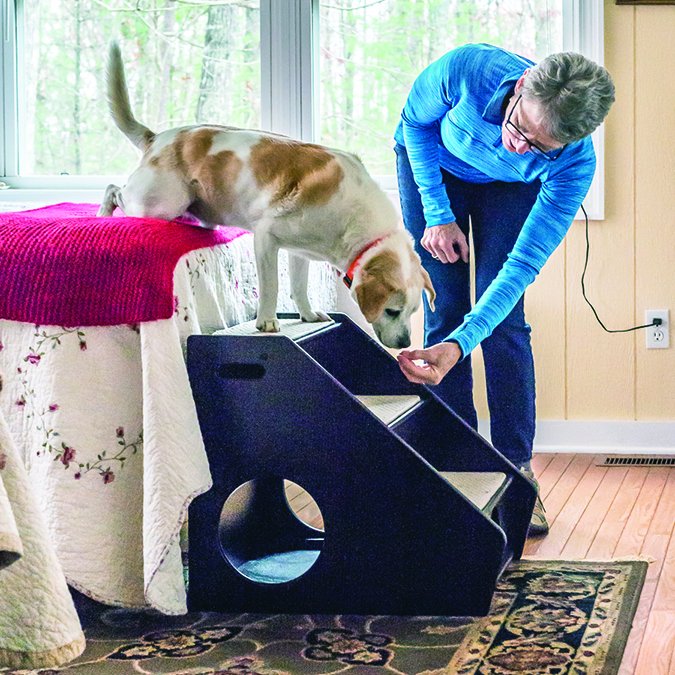 Cómo mantener a los perros alejados de los muebles - Si quieres