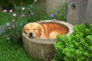 ¿Cuánto sueño necesitan los perros?