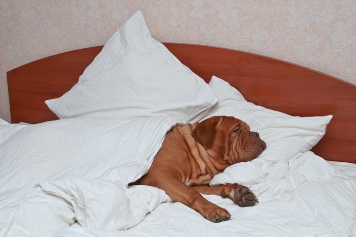 ¿Cuánto sueño necesitan los perros?