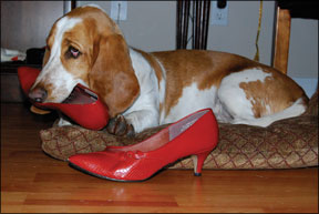 Cómo evitar que su perro mastique todos sus zapatos