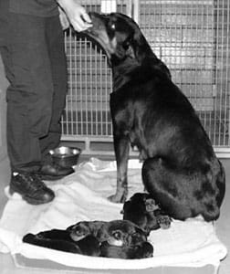 El debate sobre la esterilización y la castración: ¿cuándo y cómo debe hacerse? El debate sobre la esterilización y la castración: ¿cuándo y cómo debe hacerse?
