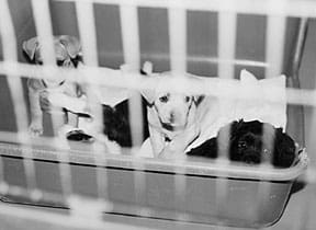 El debate sobre la esterilización y la castración: ¿cuándo y cómo debe hacerse? El debate sobre la esterilización y la castración: ¿cuándo y cómo debe hacerse?
