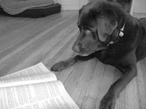 Enseñar a tu perro a leer