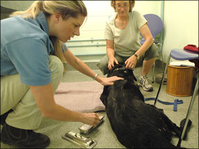 Métodos de curación canina frecuentemente utilizados para perros heridos