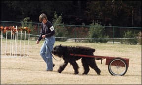 El acarreo de perros y el entrenamiento de tiro...