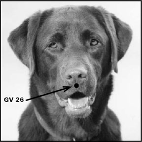 Métodos de curación canina frecuentemente utilizados para perros heridos