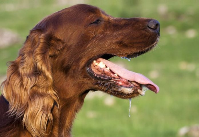 El perro babeando: La jugosa verdad sobre por qué los perros babean