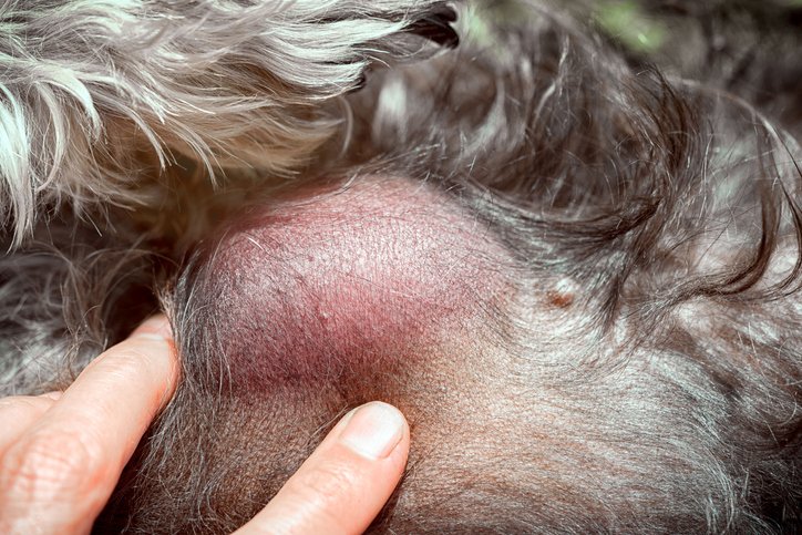 Tumores de mastocitos en perros: ¿siempre es cáncer?