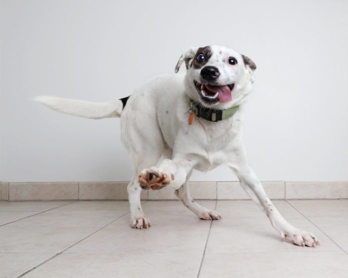 Perros autistas: ¿Pueden los perros tener autismo?