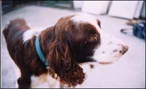 Causas de la conjuntivitis canina y opciones de tratamiento