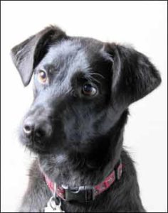 ¡Preguntas de entrenamiento de perros contestadas por los expertos!
