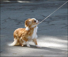 Cuando tu perro se niega a caminar con la correa