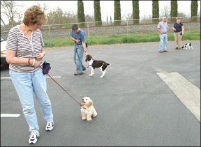 Cómo entrenar a caminar con la correa adecuada - ¡Detente!