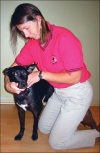 Los beneficios de la terapia de rehabilitación para perros