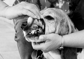 Limpieza de dientes sin anestesia para su perro