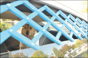 Perros que viajan seguros y tranquilos en coches
